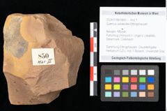 Foto (Objekt + Etikett) von Quercus palaeoilex Ettingshausen (NHMW-GEO-2024-0188-0850)